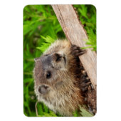 Cute Baby Groundhog/Woodchuck Magneet (Verticaal)