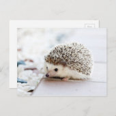 Cute Baby Hedegel Animal Briefkaart (Voorkant / Achterkant)