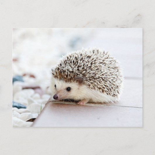 Cute Baby Hedegel Animal Briefkaart (Voorkant)