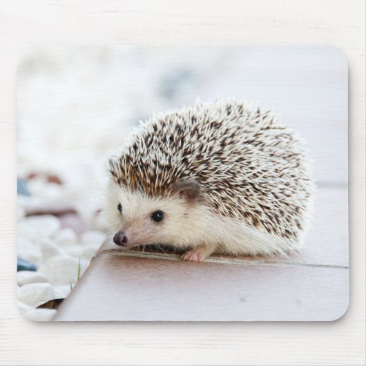 Cute Baby Hedegel Animal Muismat (Voorkant)