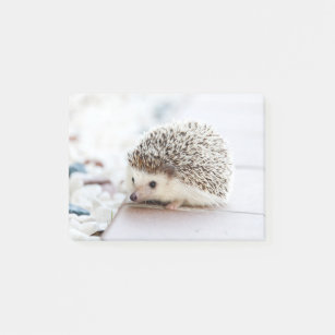 Cute Baby Hedegel Animal Post-it® Notes