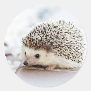 Cute Baby Hedegel Animal Ronde Sticker