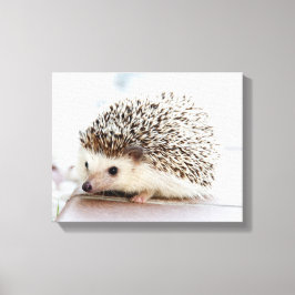 Cute Baby Hedegel Canvas Afdruk