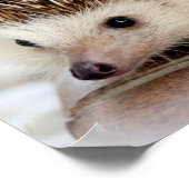 Cute Baby Hedegel Poster (Hoek)