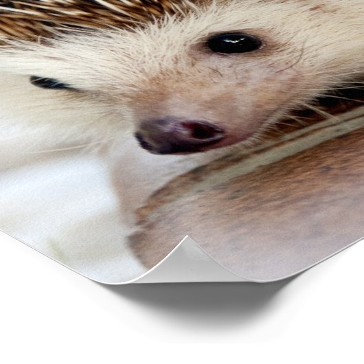 Cute Baby Hedegel Poster (Hoek)