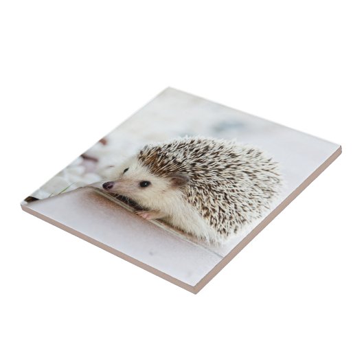 Cute Baby Hedegel Tegeltje (Zijkant)