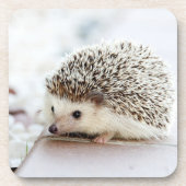 Cute Baby Hedgehog Photo Bier Onderzetter (Voorkant)