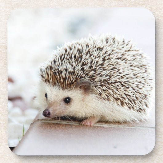 Cute Baby Hedgehog Photo Bier Onderzetter (Voorkant)