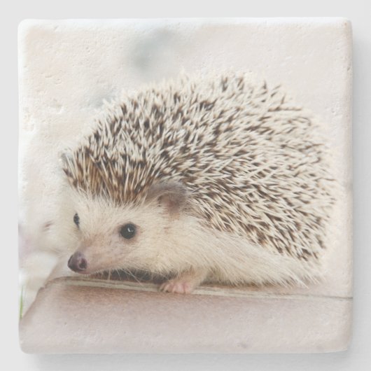 Cute Baby Hedgehog Photo Stenen Onderzetter (Voorkant)