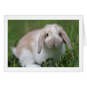Cute Baby Holland Lop Rabbit - Baby Animals
