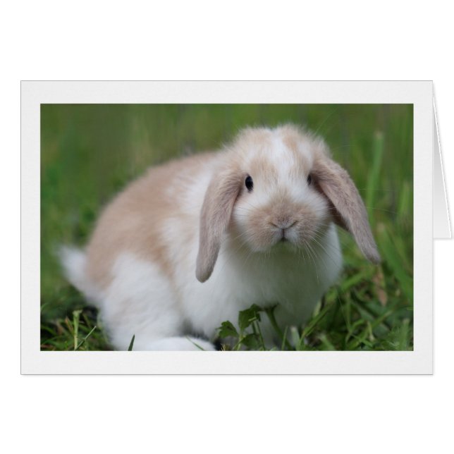 Cute Baby Holland Lop Rabbit - Baby Animals (Voorkant Horizontaal)
