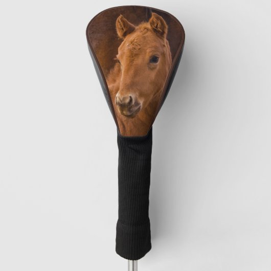 Cute Baby Horse Golfheadcover (Voorkant)