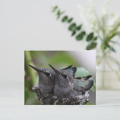Cute Baby Hummingbirds Photo Postcard Briefkaart (Staand voorkant)