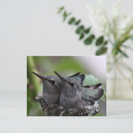Cute Baby Hummingbirds Photo Postcard Briefkaart (Staand voorkant)