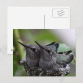 Cute Baby Hummingbirds Photo Postcard Briefkaart (Voorkant / Achterkant)