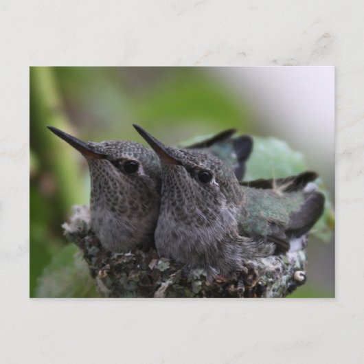 Cute Baby Hummingbirds Photo Postcard Briefkaart (Voorkant)