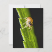 Cute Baby Jumping Spider - Salticid (Voorkant)