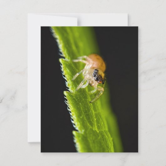 Cute Baby Jumping Spider - Salticid (Voorkant)