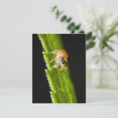 Cute Baby Jumping Spider - Salticid (Staand voorkant)