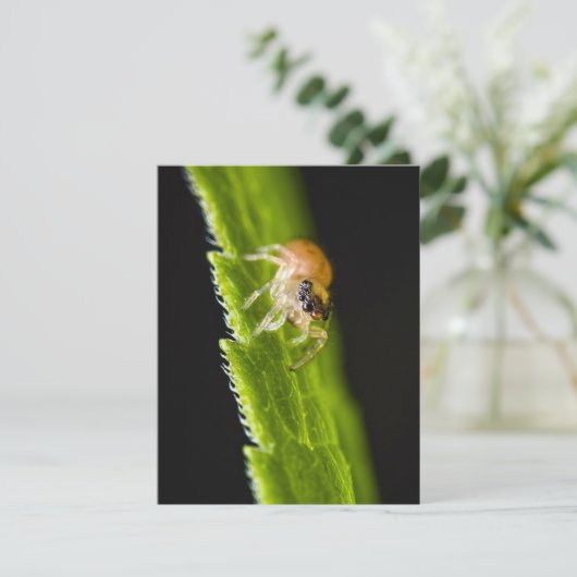 Cute Baby Jumping Spider - Salticid (Staand voorkant)