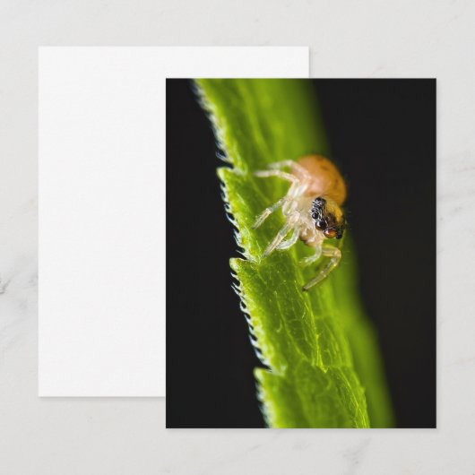 Cute Baby Jumping Spider - Salticid (Voorkant / Achterkant)