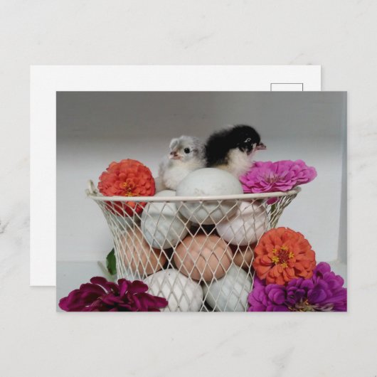 Cute Baby Kippen Briefkaart (Voorkant / Achterkant)