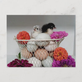Cute Baby Kippen Briefkaart