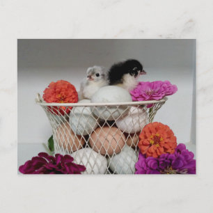 Cute Baby Kippen Briefkaart