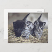 cute baby kittens briefkaart (Voorkant / Achterkant)