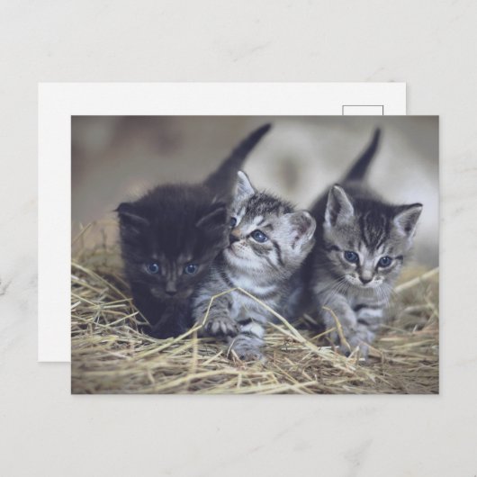 cute baby kittens briefkaart (Voorkant / Achterkant)