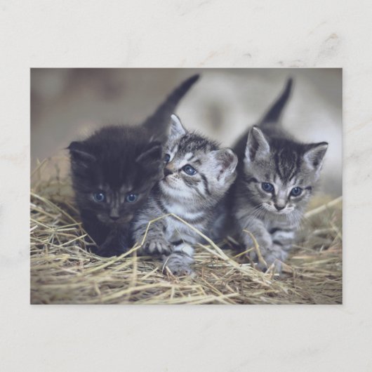 cute baby kittens briefkaart (Voorkant)