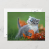 Cute Baby Kittens die buiten in de gras spelen Briefkaart (Voorkant / Achterkant)