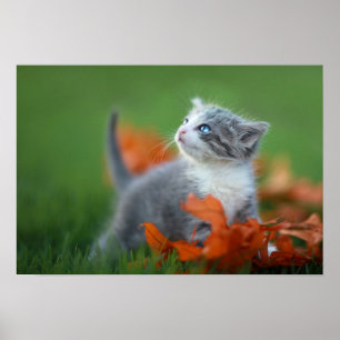 Cute Baby Kittens die buiten in de gras spelen Poster