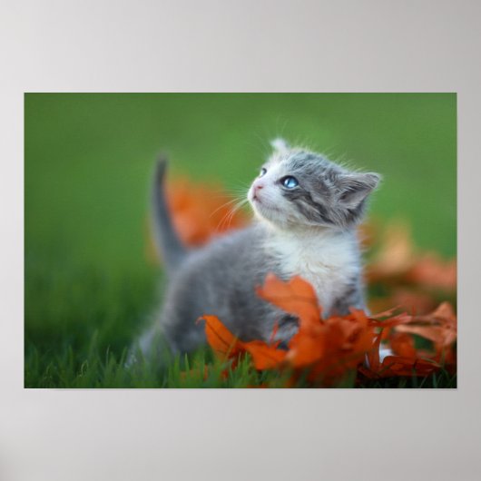 Cute Baby Kittens die buiten in de gras spelen Poster (Voorkant)