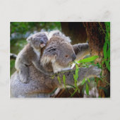 Cute baby koala beer met moeder in een boom briefkaart (Voorkant)