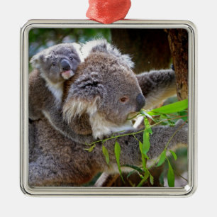 Cute baby koala beer met moeder in een boom metalen ornament