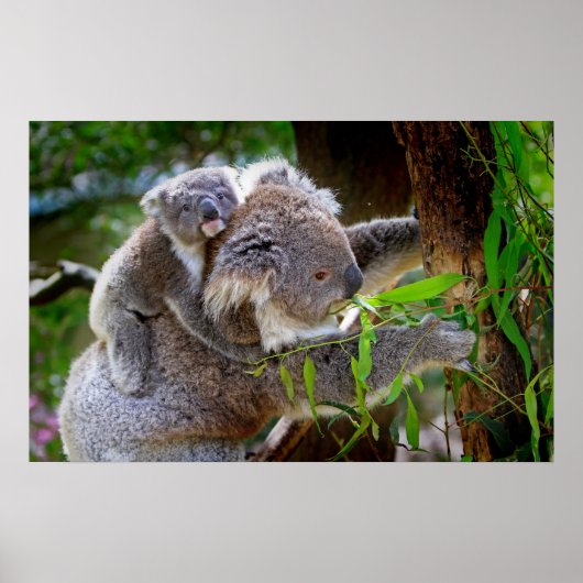 Cute baby koala beer met moeder in een boom poster (Voorkant)