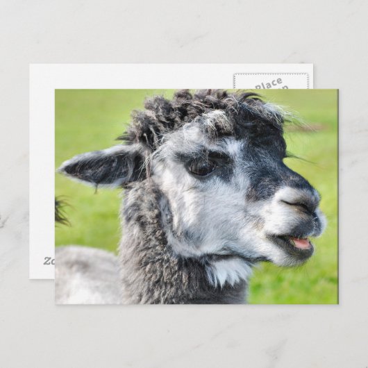 Cute Baby Llama Briefkaart (Voorkant / Achterkant)