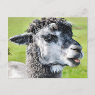 Cute Baby Llama Briefkaart