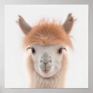 Cute Baby Llama Portrait (Alpaca)   1:1 Poster