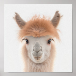 Cute Baby Llama Portrait (Alpaca) | 1:1 Poster