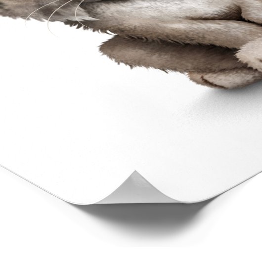 Cute Baby Lynx Cub op White Poster (Hoek)