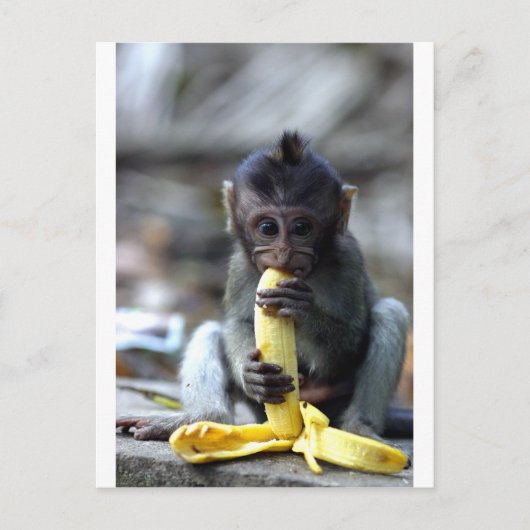 Cute baby macaque aap banana briefkaart (Voorkant)