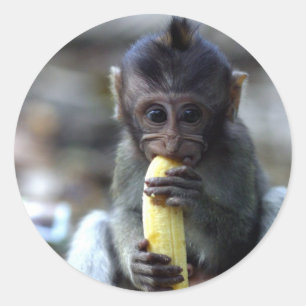Cute baby macaque aap banana ronde sticker