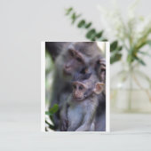 Cute baby macaque aap briefkaart (Staand voorkant)