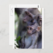 Cute baby macaque aap briefkaart (Voorkant / Achterkant)