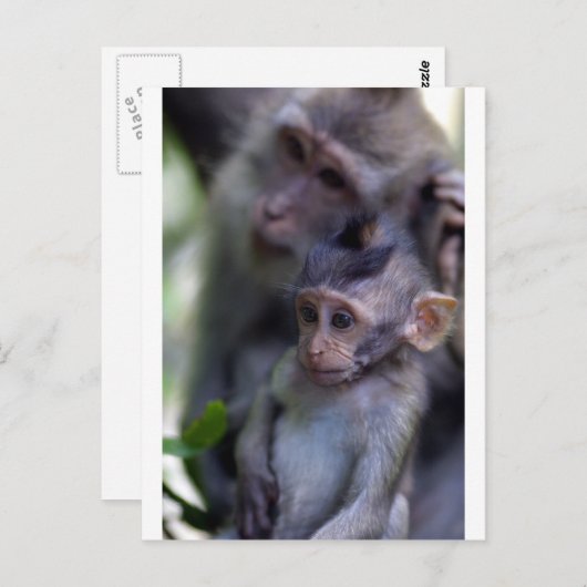 Cute baby macaque aap briefkaart (Voorkant / Achterkant)