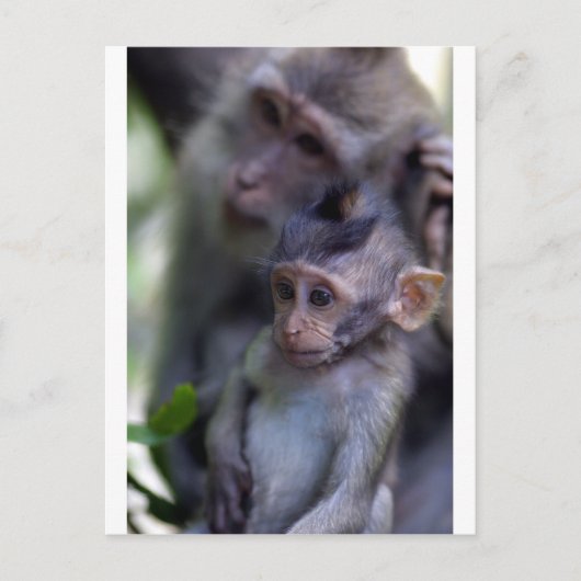 Cute baby macaque aap briefkaart (Voorkant)