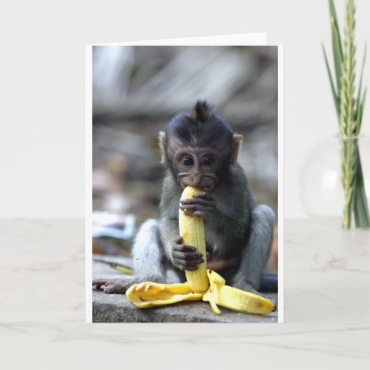 Cute baby macaque monkey eating banana kaart (Voorkant)