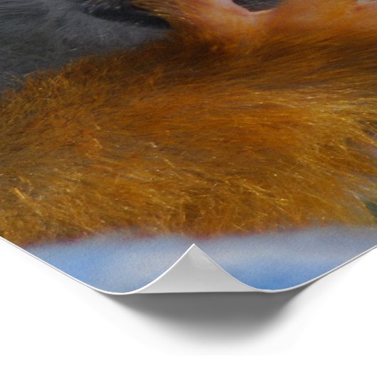 Cute Baby Monkey gered Poster (Hoek)